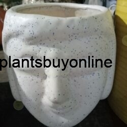 Ceramic Pots Buy Online