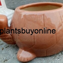 Pot for Indoor Plants
