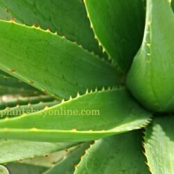 Buy Aloe Vera Plant in Delhi