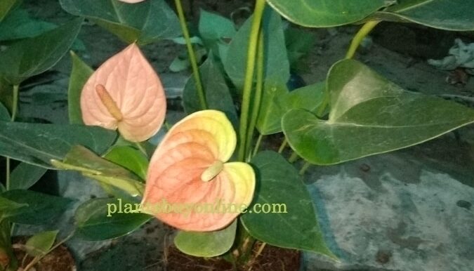 Buy Anthurium Flamingo Plant