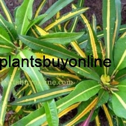 buy croton plant online