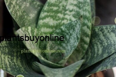 Buy Snake Plant