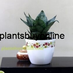 buy snake plant online