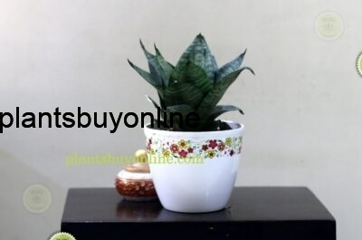 buy snake plant online