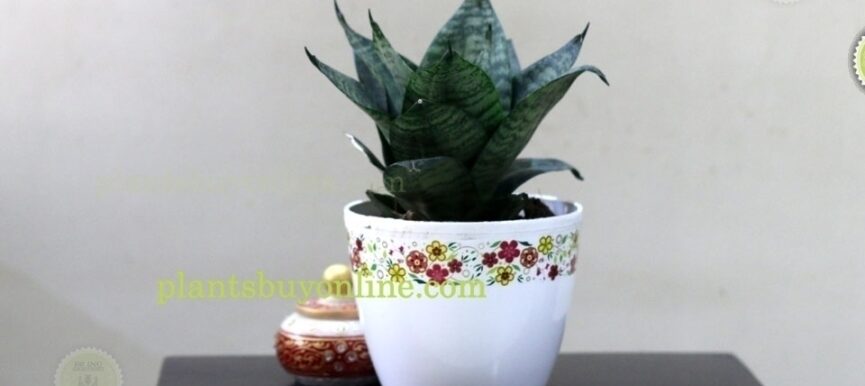 Buy Snake Plant