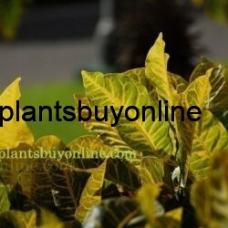 Buy Croton Plant