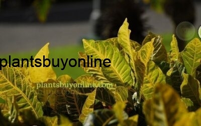 Buy Croton Plant