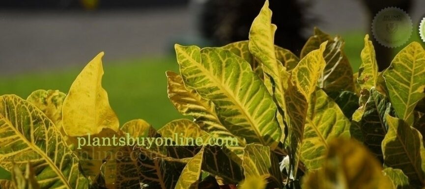 Croton Variety