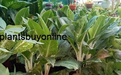 buy Dieffenbachia plant online in delhi