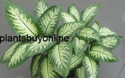 buy Dieffenbachia plant online