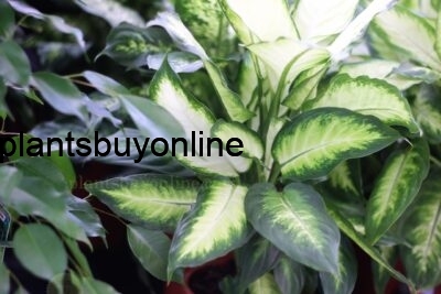 Dieffenbachia plant online sale