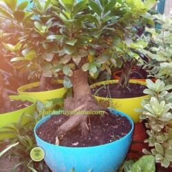 Indoor Plant, Outdoor Plant, Free Home Delivery