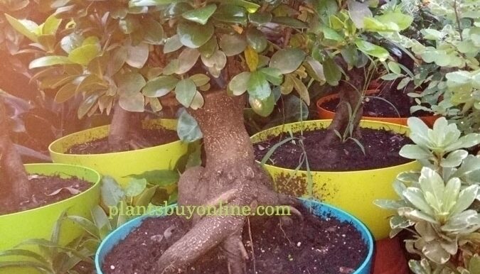 Ficus-bonsai