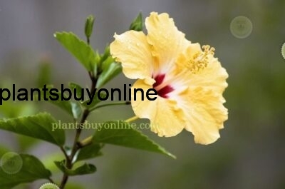 Buy Hibiscus Flowering plant