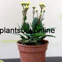 Buy succulent Kalanchoe plant online