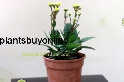 Buy succulent Kalanchoe plant online