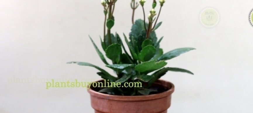 Yellow Flower Kalanchoe Plant Online