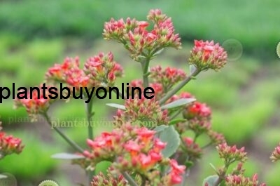 buy red flower kalanchoe plant