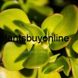 Buy Goodluck Jade Plant