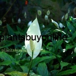 (Spathiphyllum) Peace Lily buy online