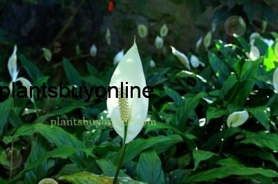 (Spathiphyllum) Peace Lily buy online