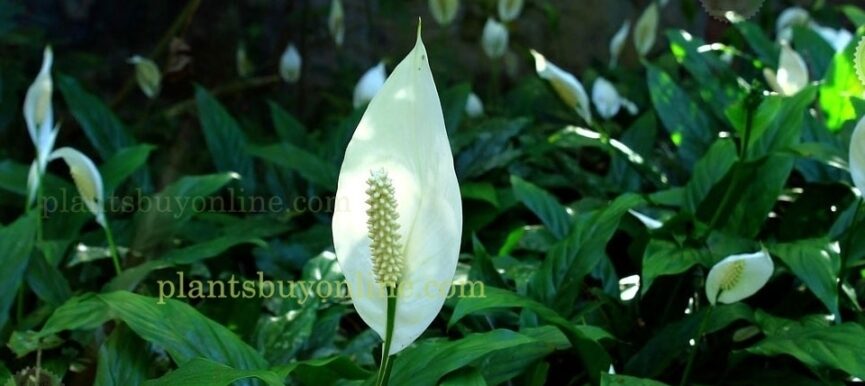 Peace Lily Spathiphyllum - Plant