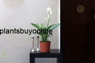 Buy Peace Lily online