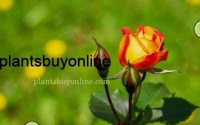 Byu Orange Rose plant online