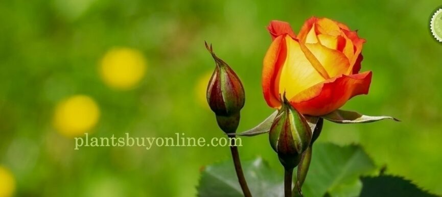 Buy Rose Plant Online