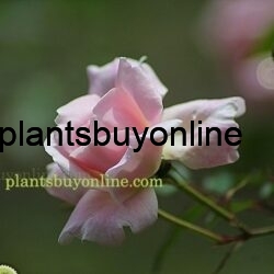 buy Pink Rose plant online