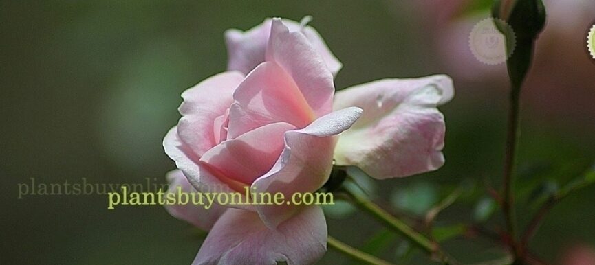 Buy Pink Rose Plant Online