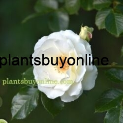Buy white rose plant online