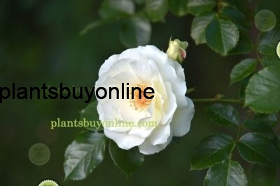 Buy white rose plant online