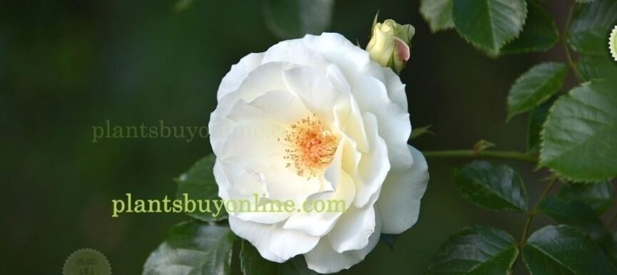Buy White Rose Plant Online
