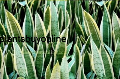 Buy Snake Plant - Sansevieria trifasciata