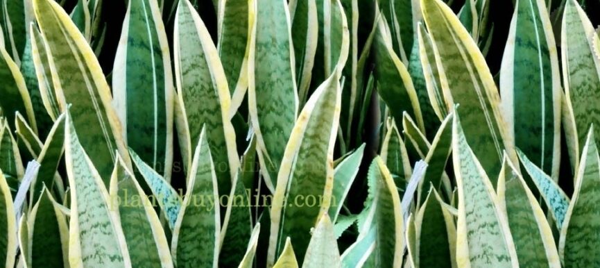 Snake Plant - Sansevieria trifasciata