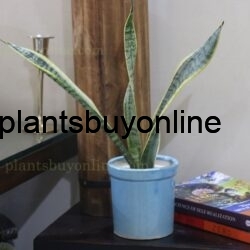buy snake plant in cermaic pot 4x4 inches