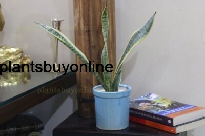 buy snake plant in cermaic pot 4x4 inches