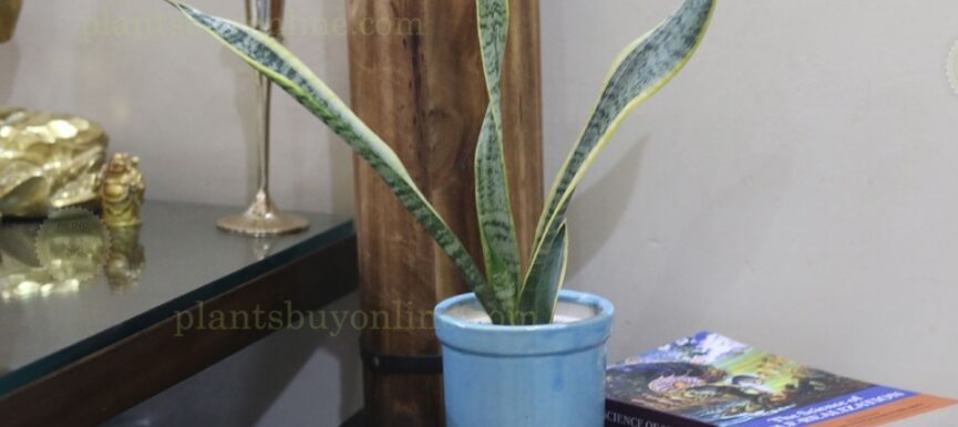 Snake Plant in Ceramic Pot