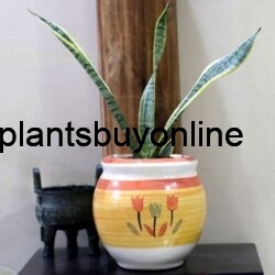 buy snake plant potted in cermaicpot