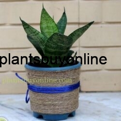 snake plant buy online