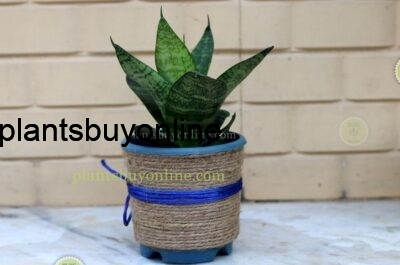snake plant buy online