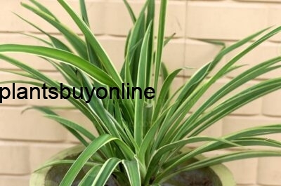 Buy Air Purifying Spider Plant