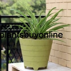 Buy Air Purifying Spider Plant