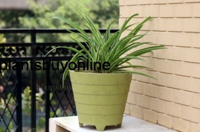 Buy Air Purifying Spider Plant