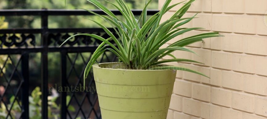 Air Purifying Spider Plant