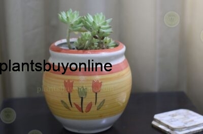 buy succulent plant