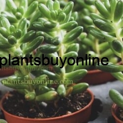 buy succulent plant