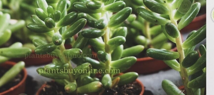 Succulent Plant Sedum Rubrotinctum