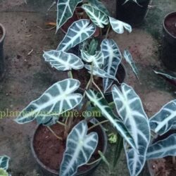 Buy Syngonium Plant in Delhi